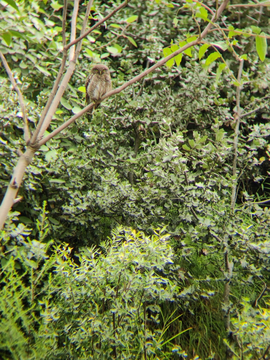 Asian Barred Owlet - ML596367991
