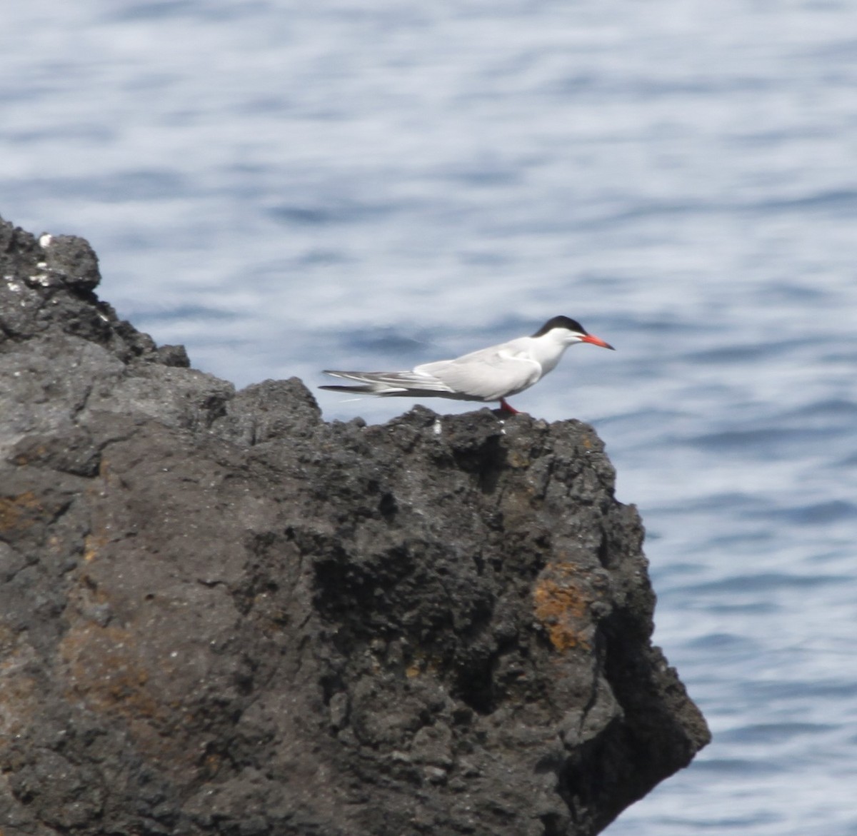 Common Tern - ML596375981