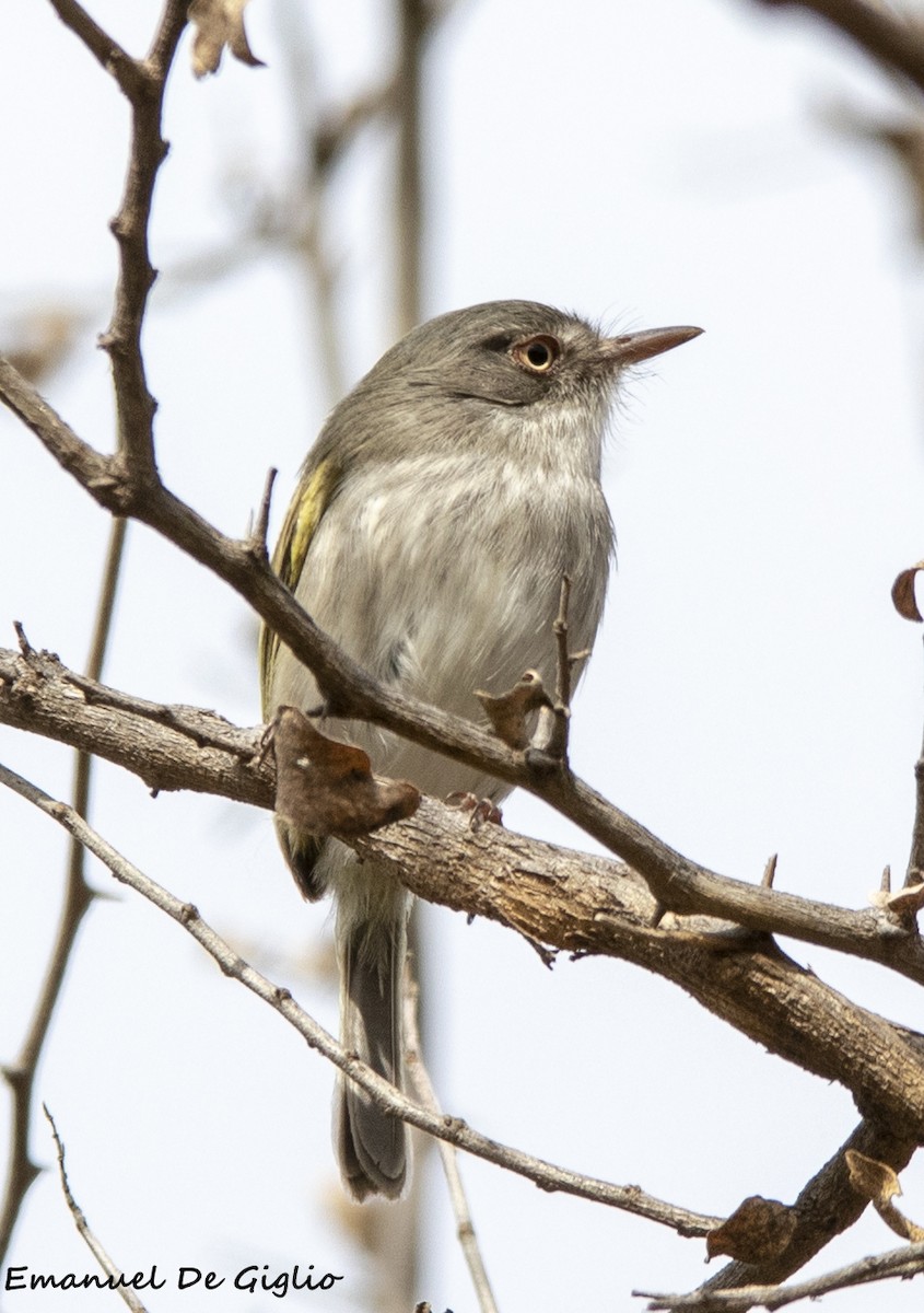 Pearly-vented Tody-Tyrant - ML596382271
