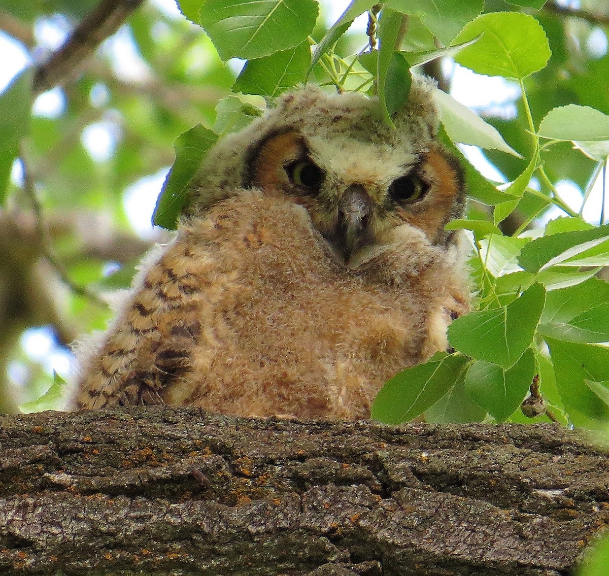 Great Horned Owl - Robin Wolcott