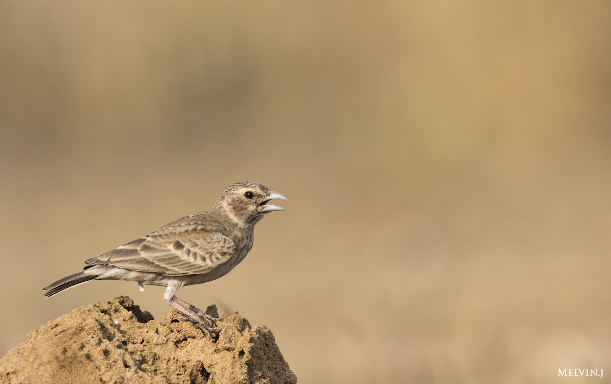Ashy-crowned Sparrow-Lark - ML59638821