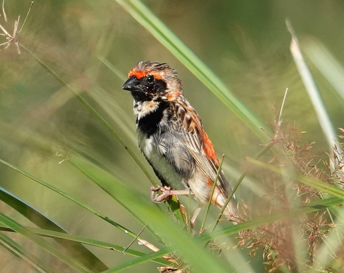 Fire-fronted Bishop - ML596392481