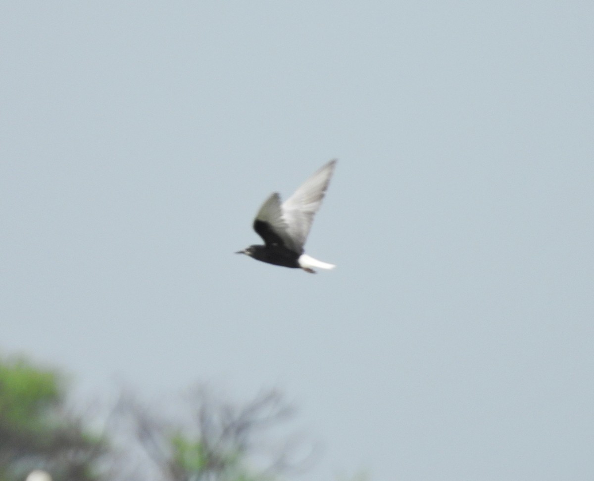 White-winged Tern - Gani sama