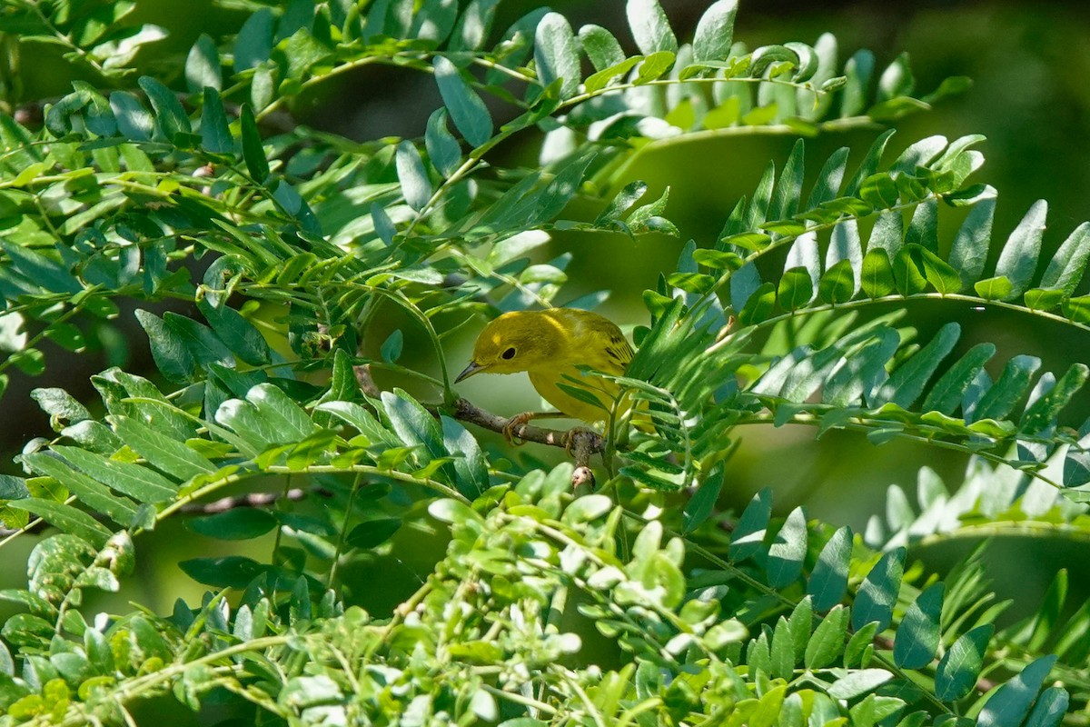 Yellow Warbler - ML596398931