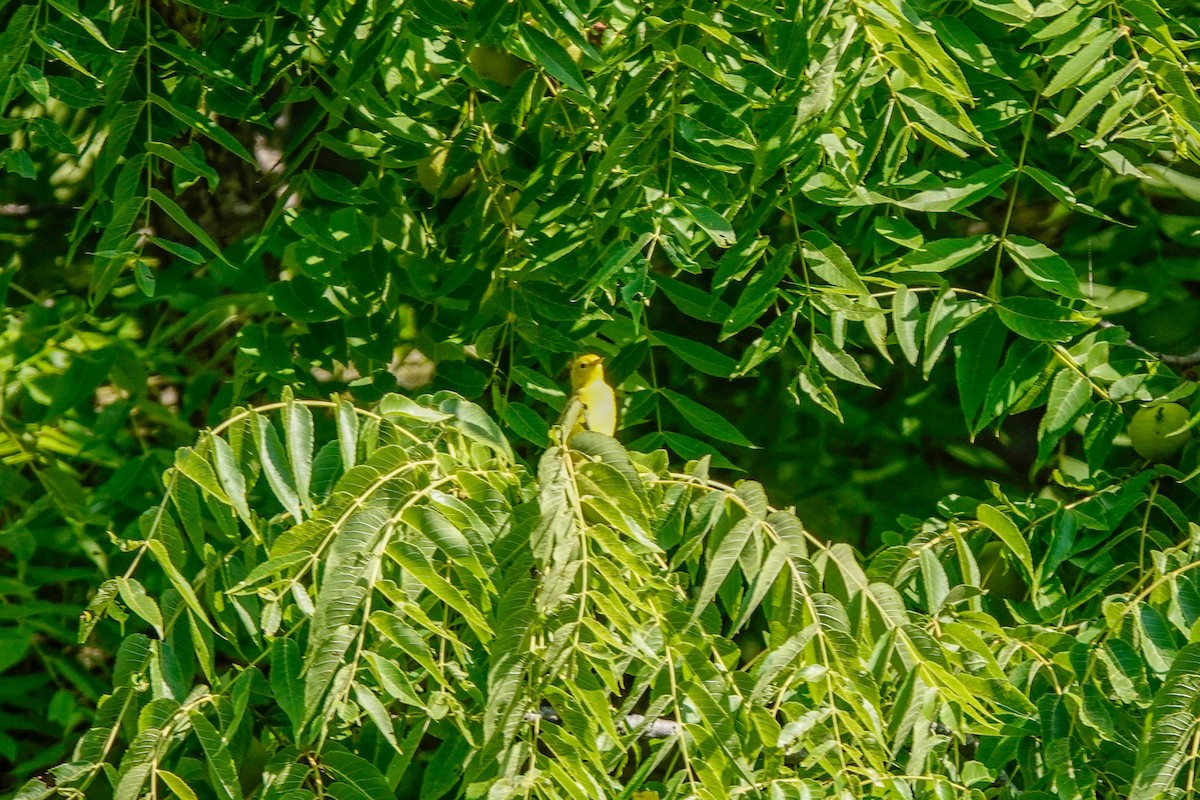 Yellow Warbler - ML596398941