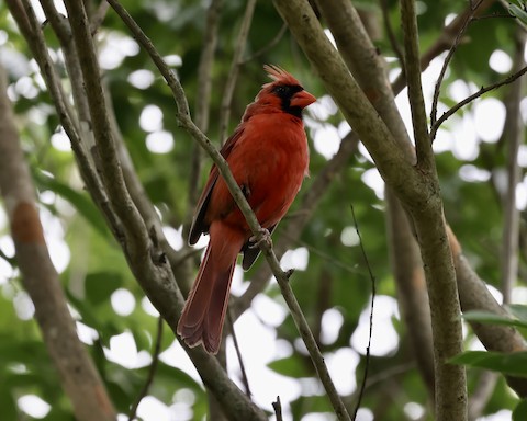 A Northern Cardinal at the Prairie ridge Ecostation - Best Life