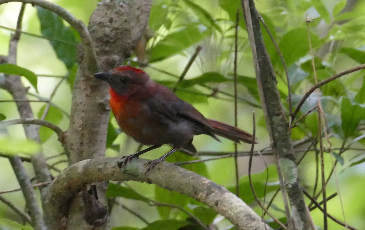 Red-throated Ant-Tanager - Christina Riehl