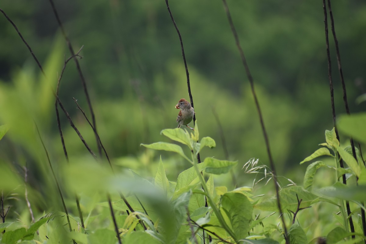 Field Sparrow - ML59641081