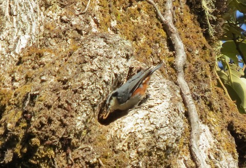 White-browed Nuthatch - ML596411131
