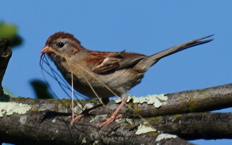 Field Sparrow - ML596415801