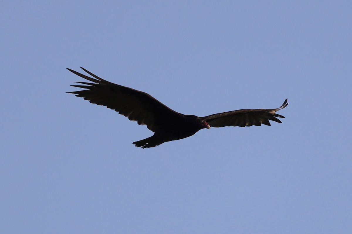 Turkey Vulture - ML596416481