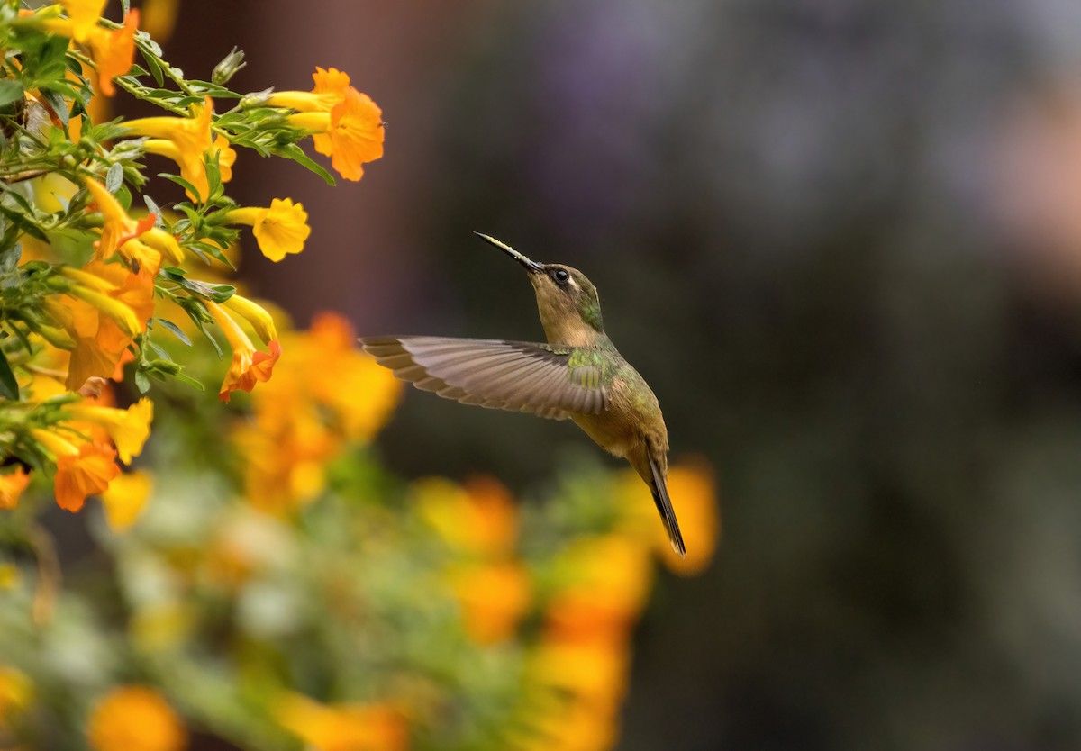kolibřík hnědotemenný - ML596417501