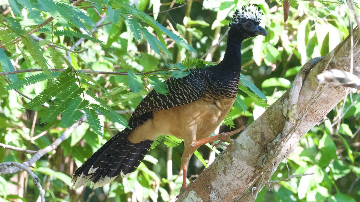 Bare-faced Curassow - ML596420691