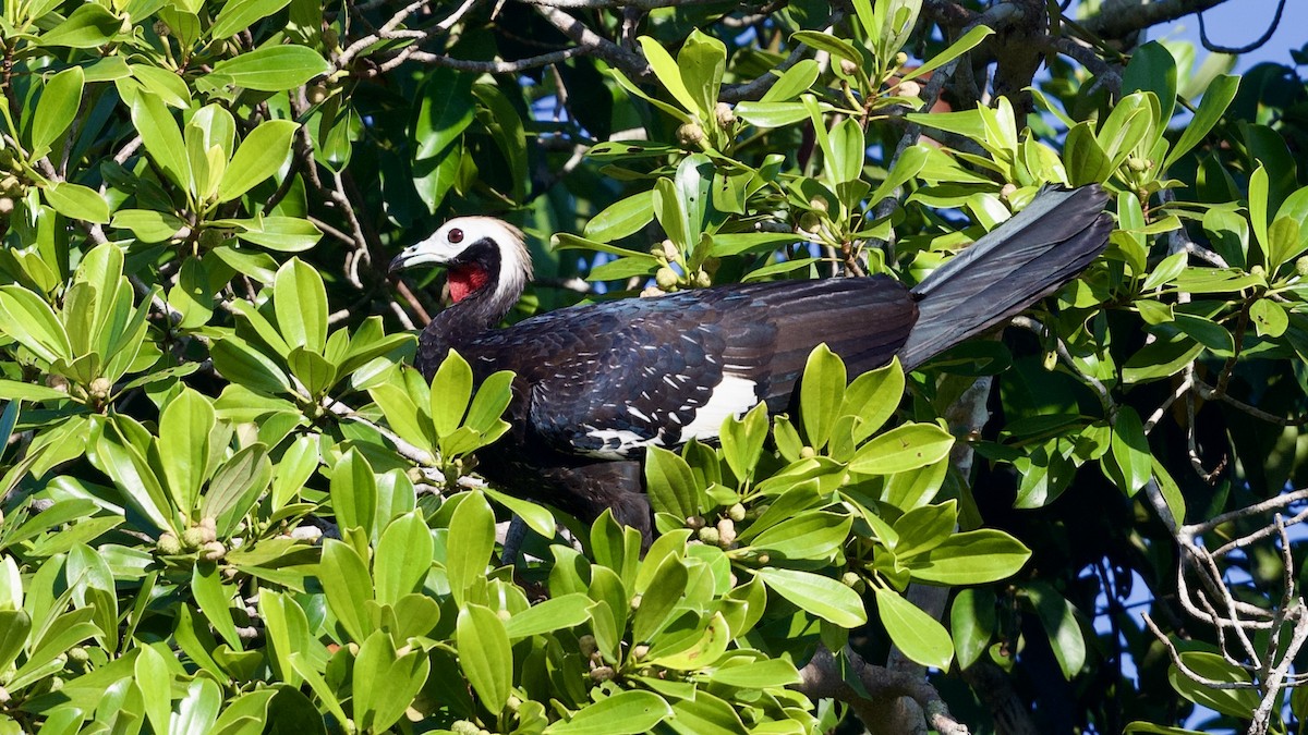 Red-throated Piping-Guan - ML596421021