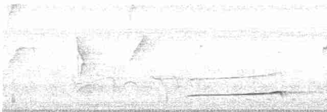 Лінивка-смугохвіст панамська - ML596425251