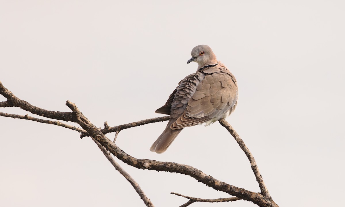 Mourning Collared-Dove - ML596428891