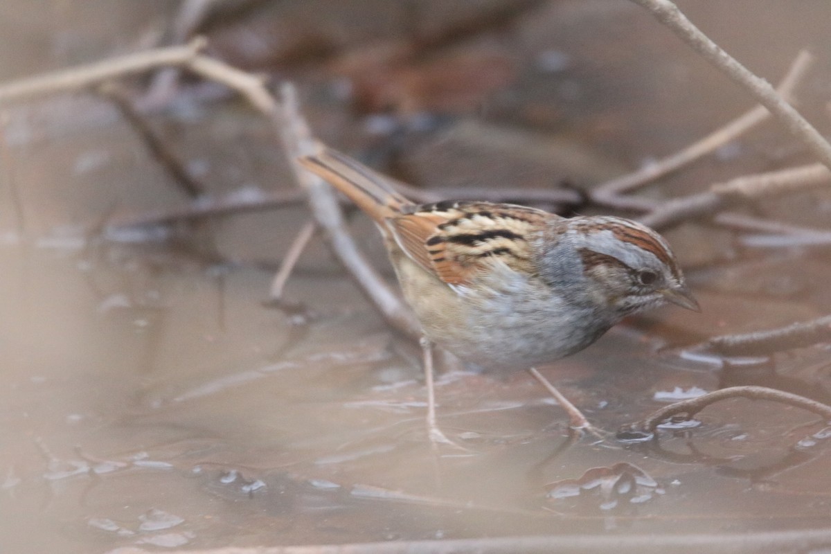 Swamp Sparrow - ML596438041