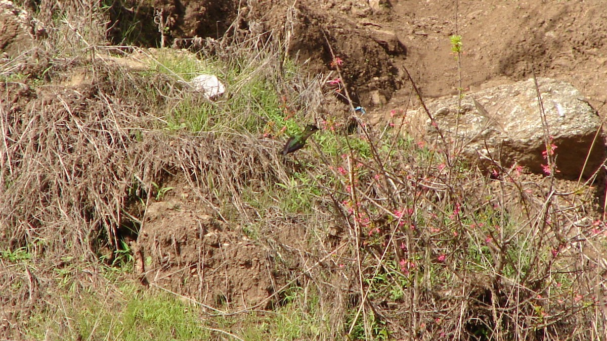 Green-backed Firecrown - ML59644351