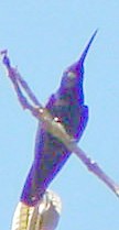 hummingbird sp. - ML596445871