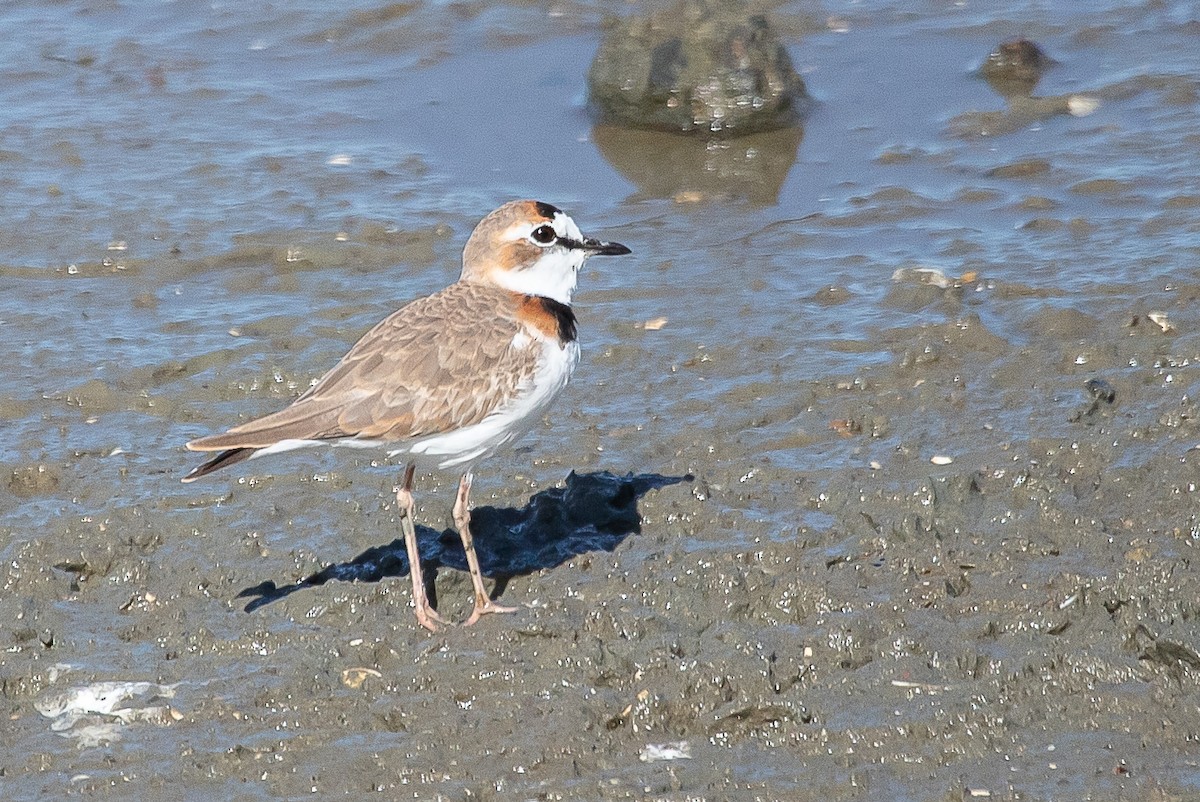 Collared Plover - ML596448911