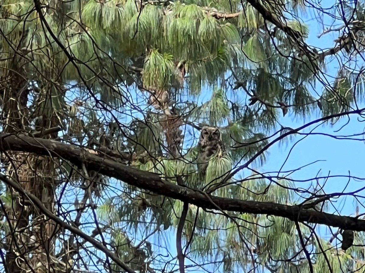 Great Horned Owl - ML596450251