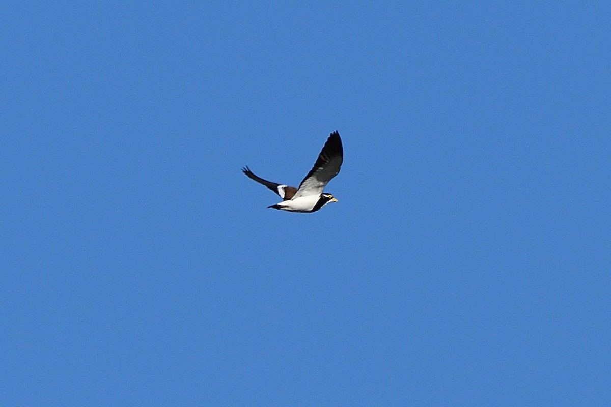 Banded Lapwing - ML596454291