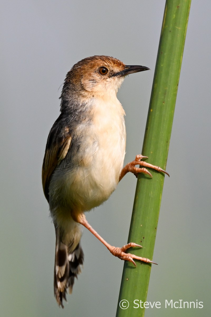 Carruthers's Cisticola - ML596454441