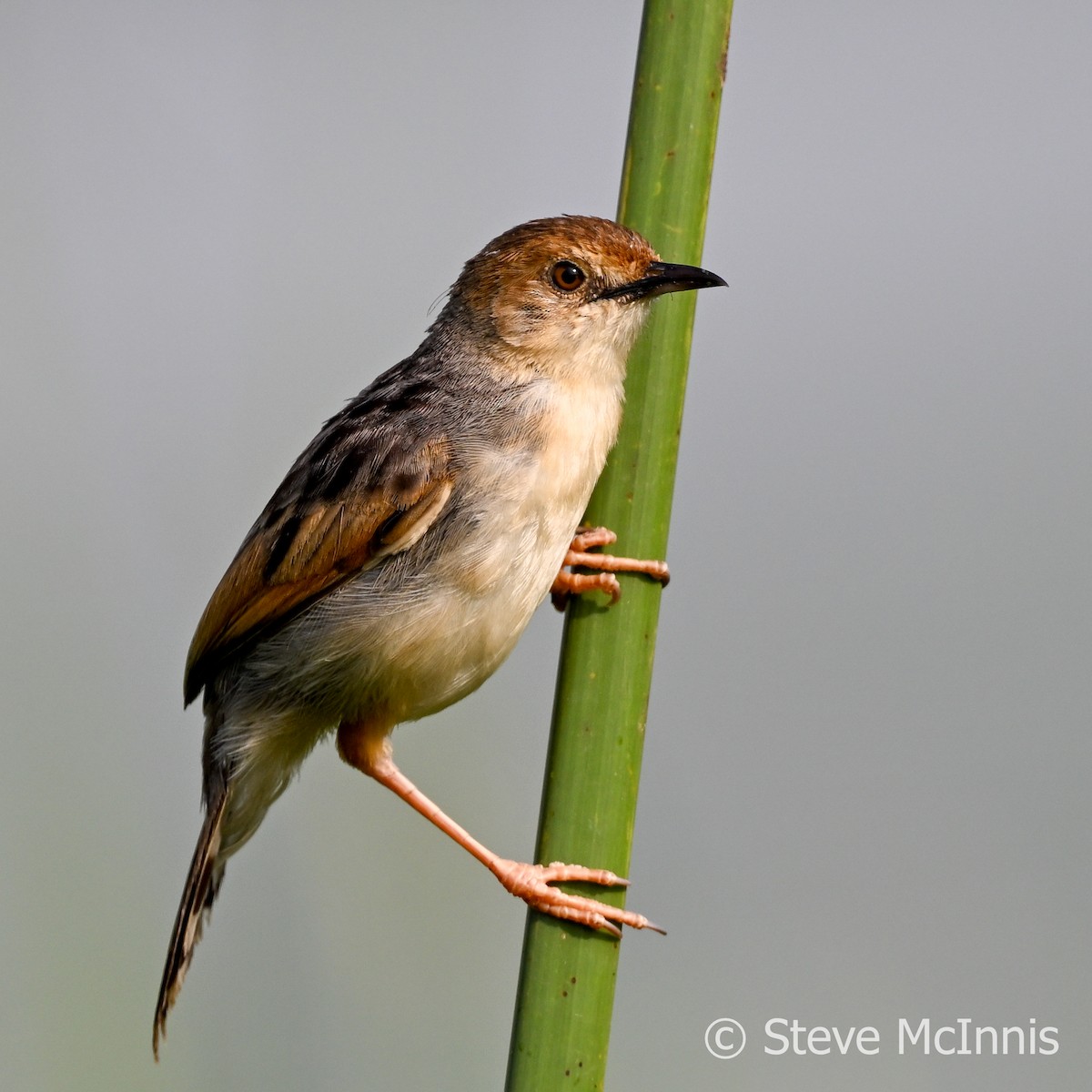 Carruthers's Cisticola - ML596454451