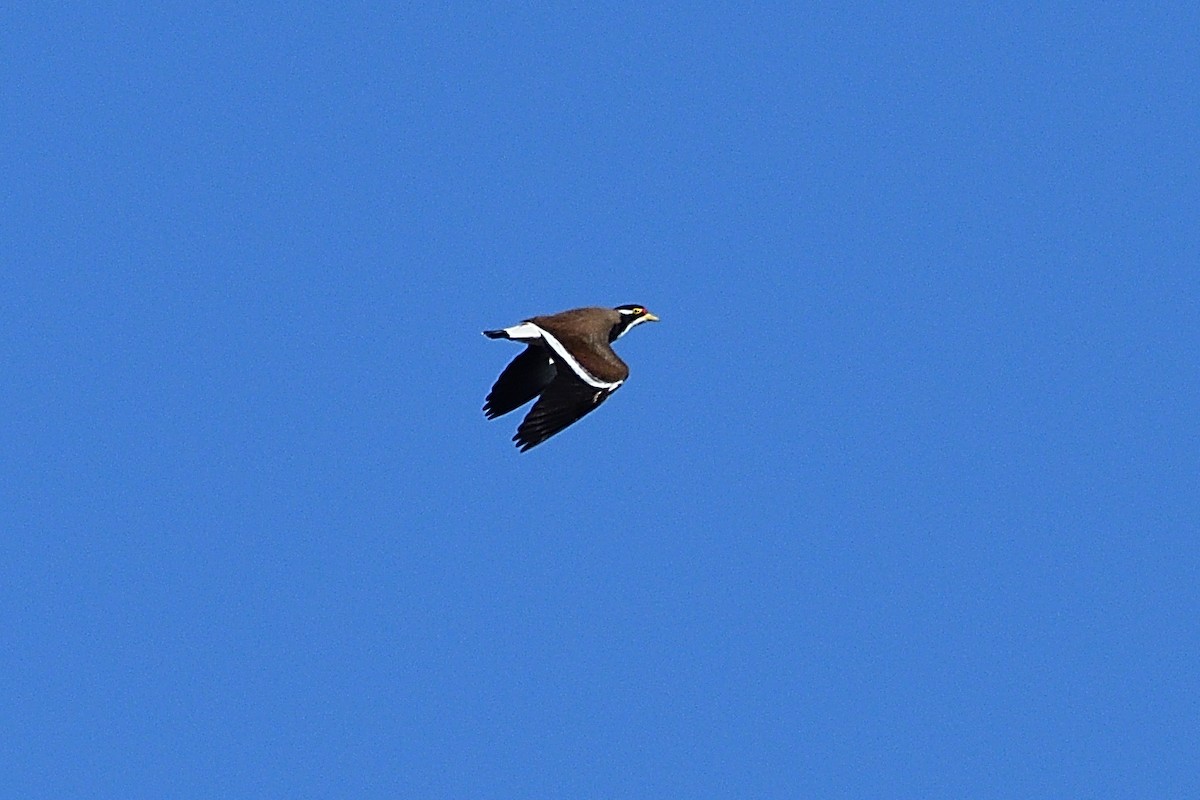 Banded Lapwing - ML596454561