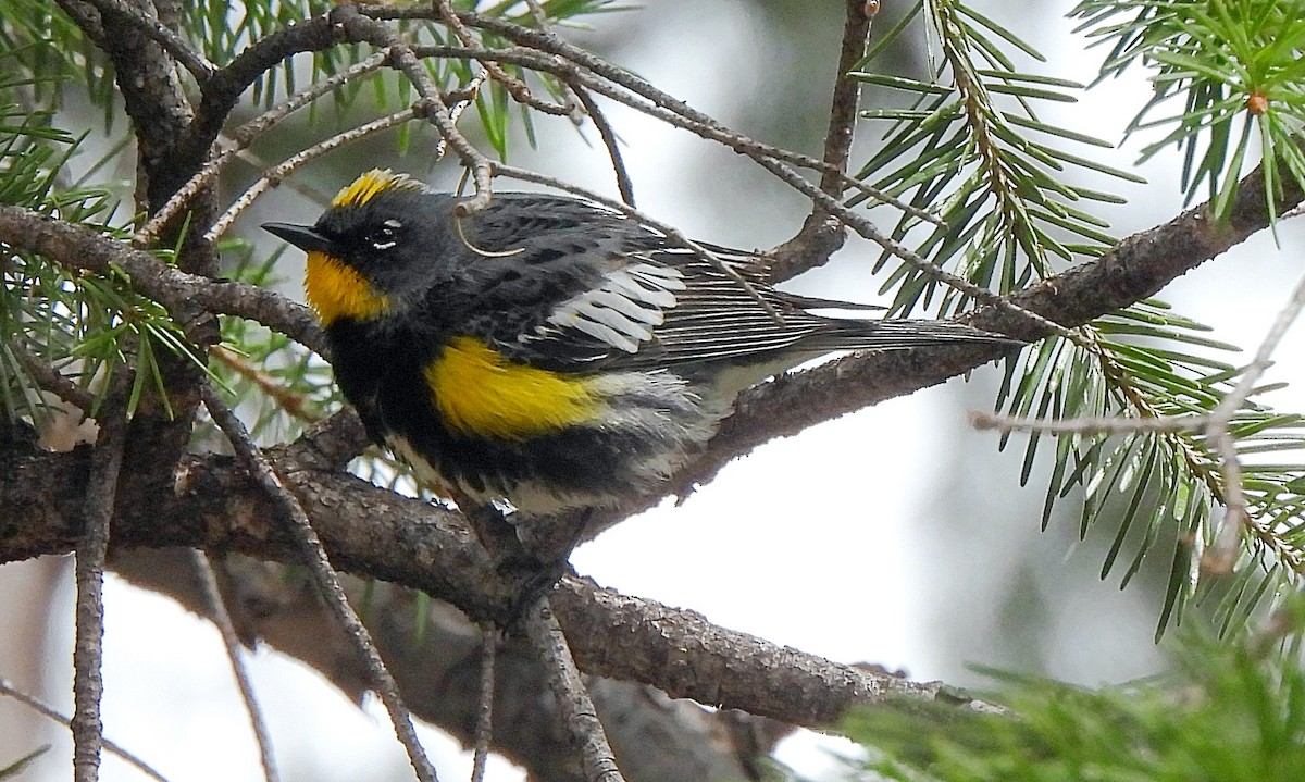 Yellow-rumped Warbler (Audubon's) - ML596460831