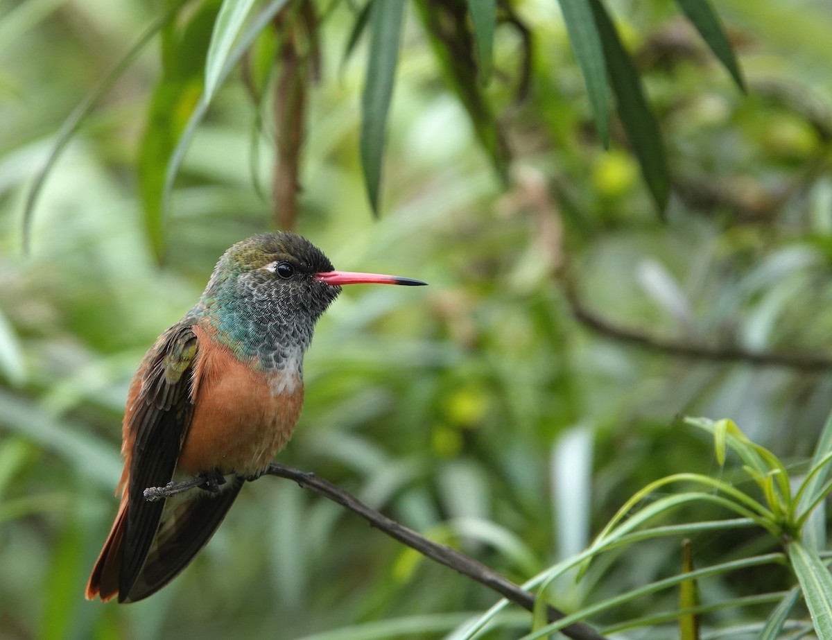 Amazilia Hummingbird - ML596463221