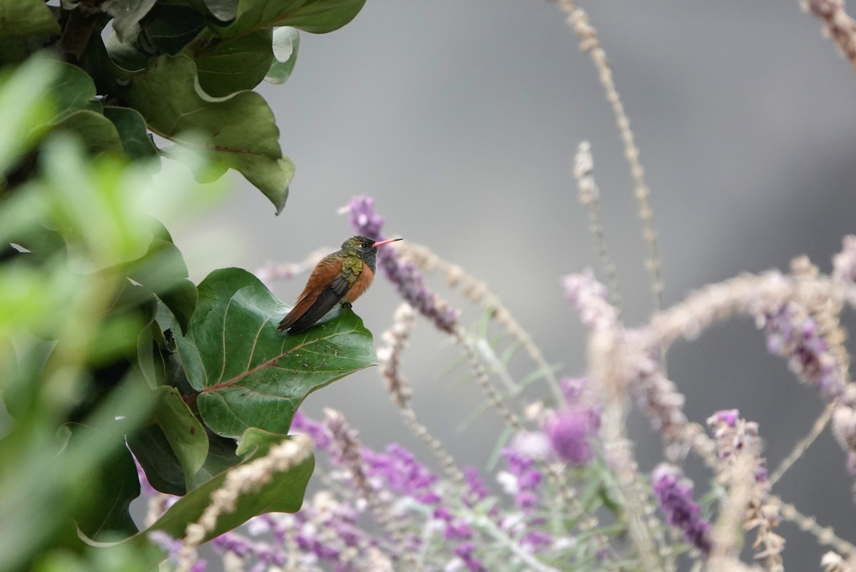 kolibřík Amazilin - ML596463301