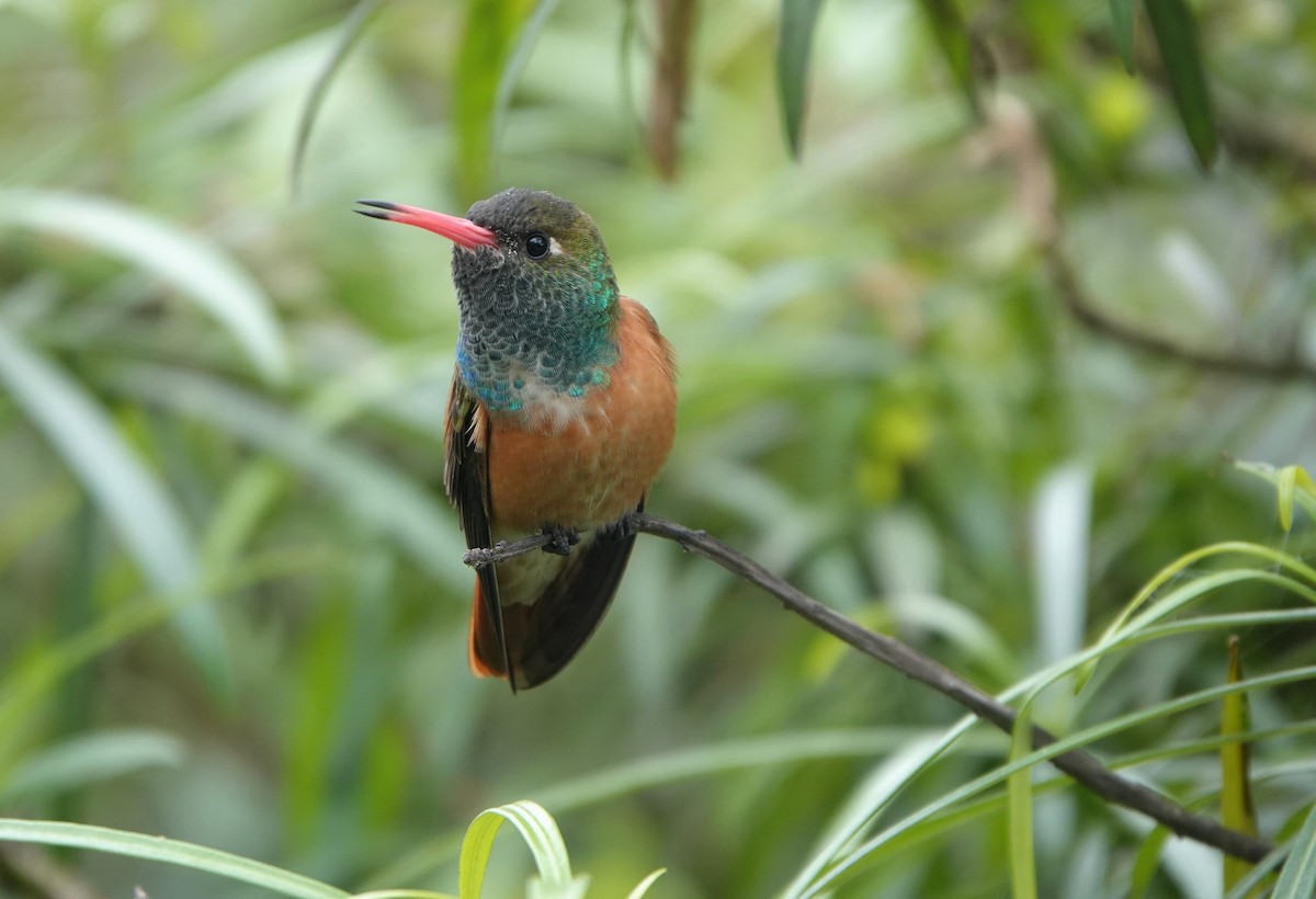 Amazilia Hummingbird - ML596463501