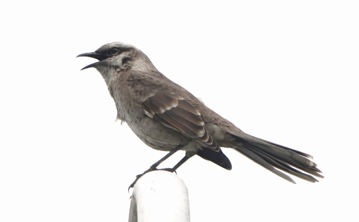Long-tailed Mockingbird - ML596463541