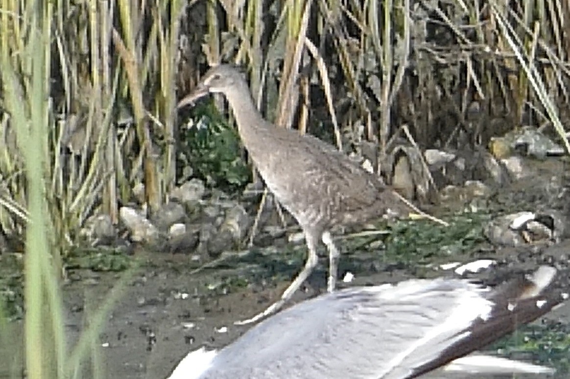 New York Breeding Bird Atlas Checklist - 22 Jul 2023 - Plumb Beach - 5 ...