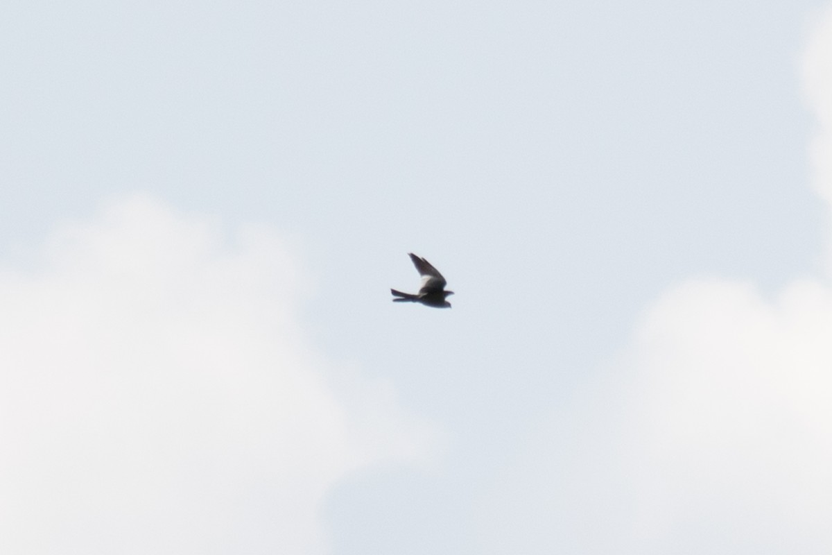 Wisconsin eBird Checklist - 22 Jul 2023 - Janesville, northeast - 5 species