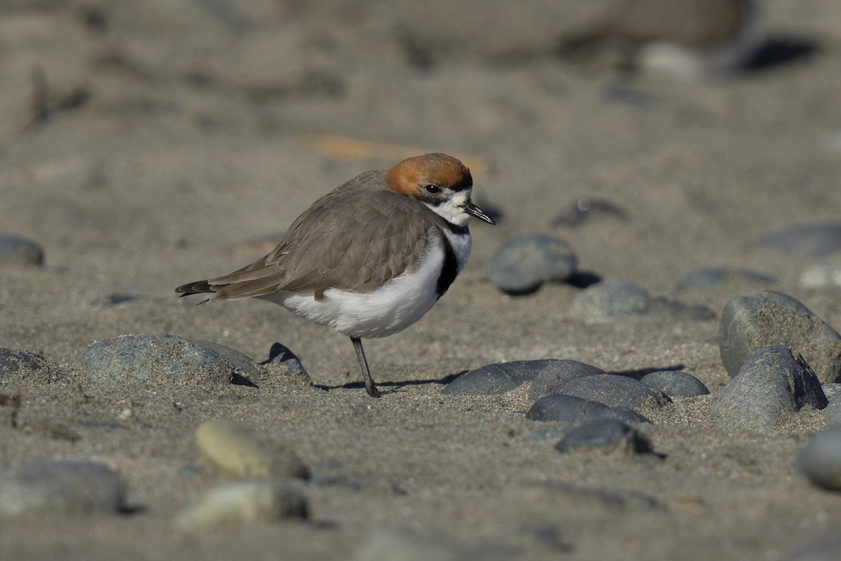 Two-banded Plover - ML596467421