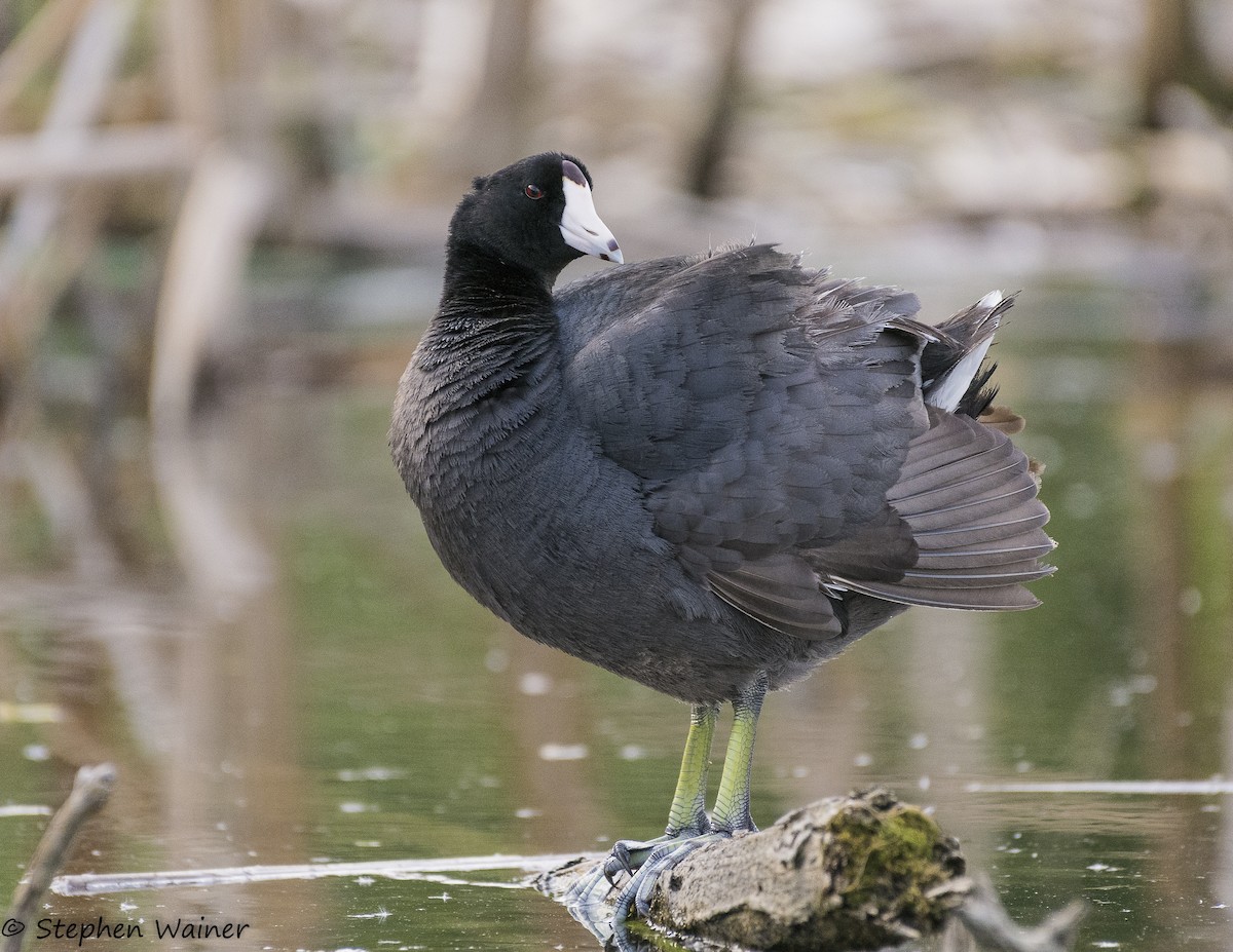 American Coot - Stephen Wainer