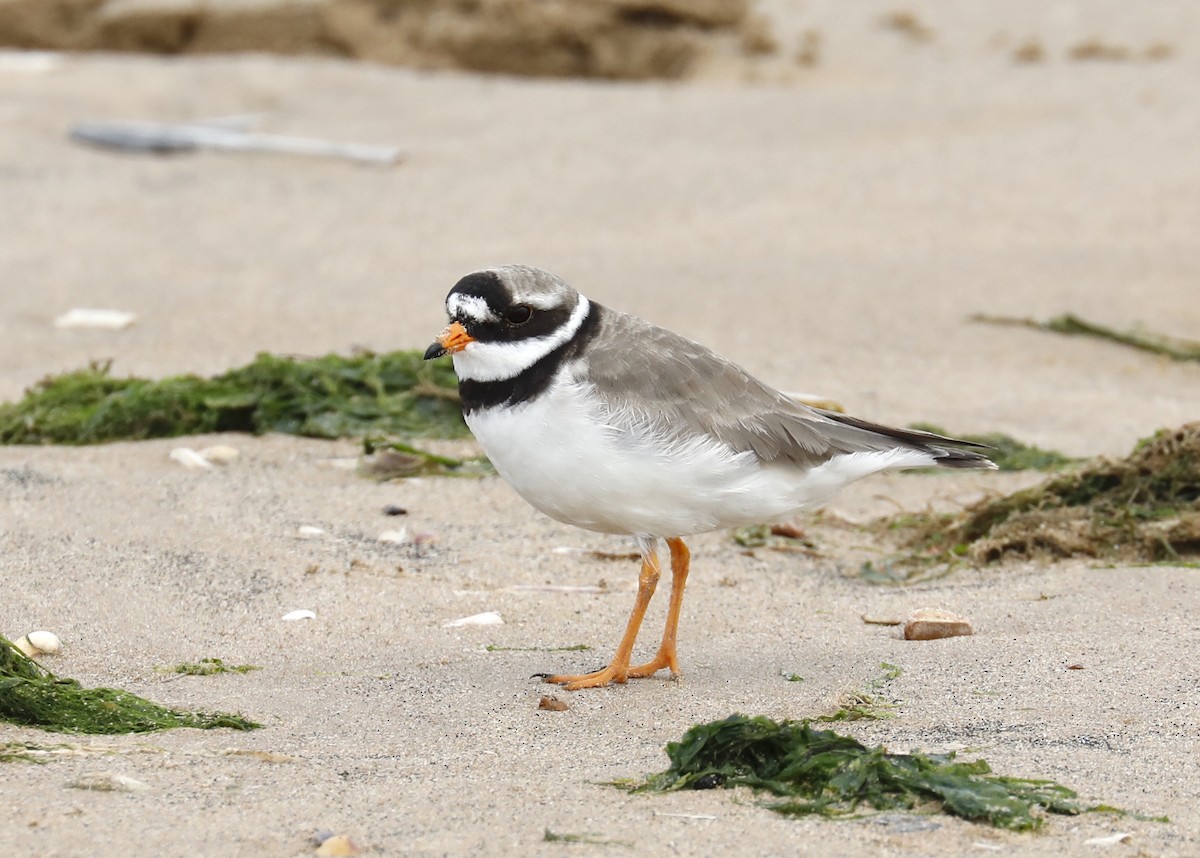 Common Ringed Plover - ML596471211