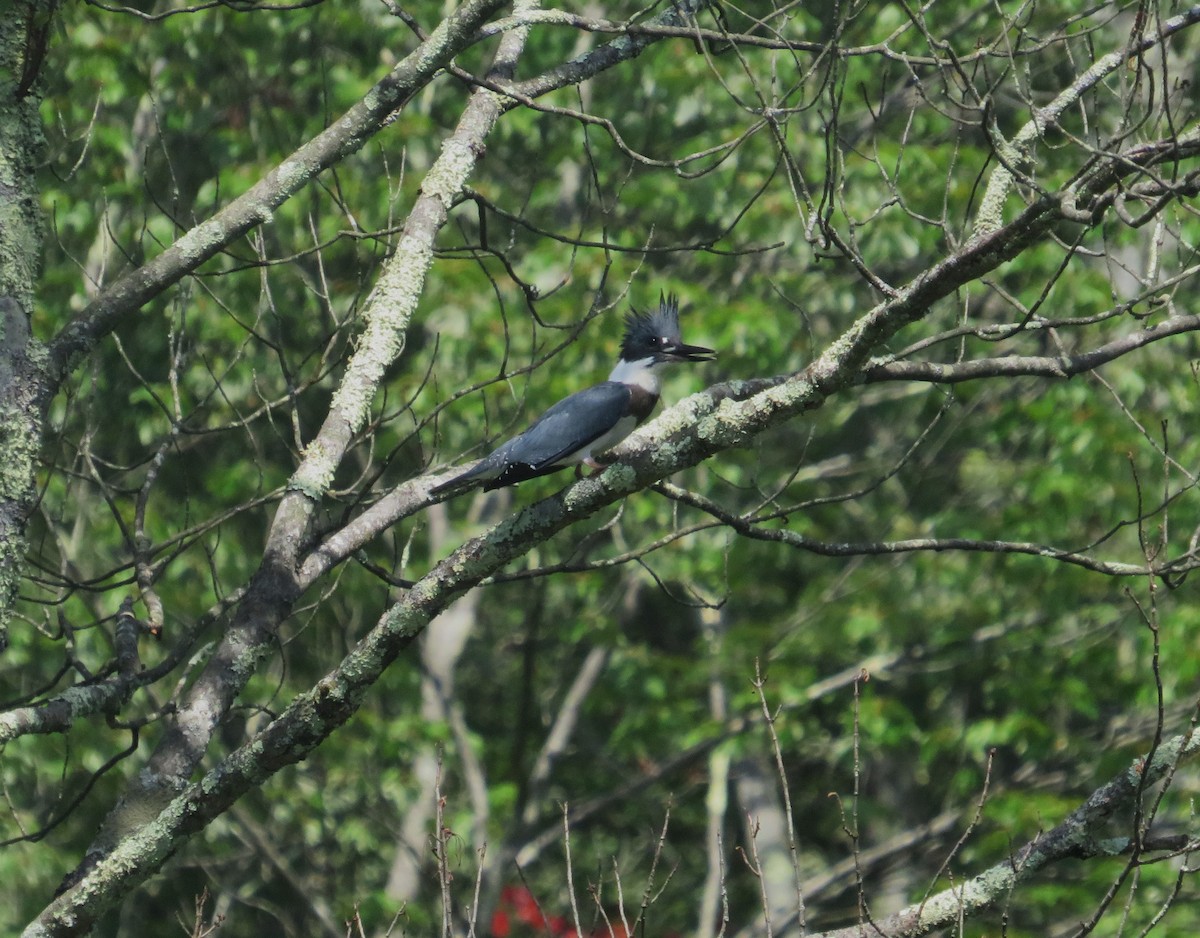 Belted Kingfisher - ML596472431