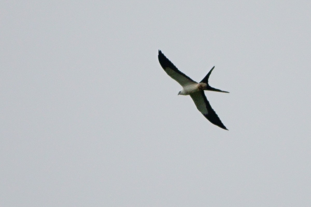 Swallow-tailed Kite - ML596473941