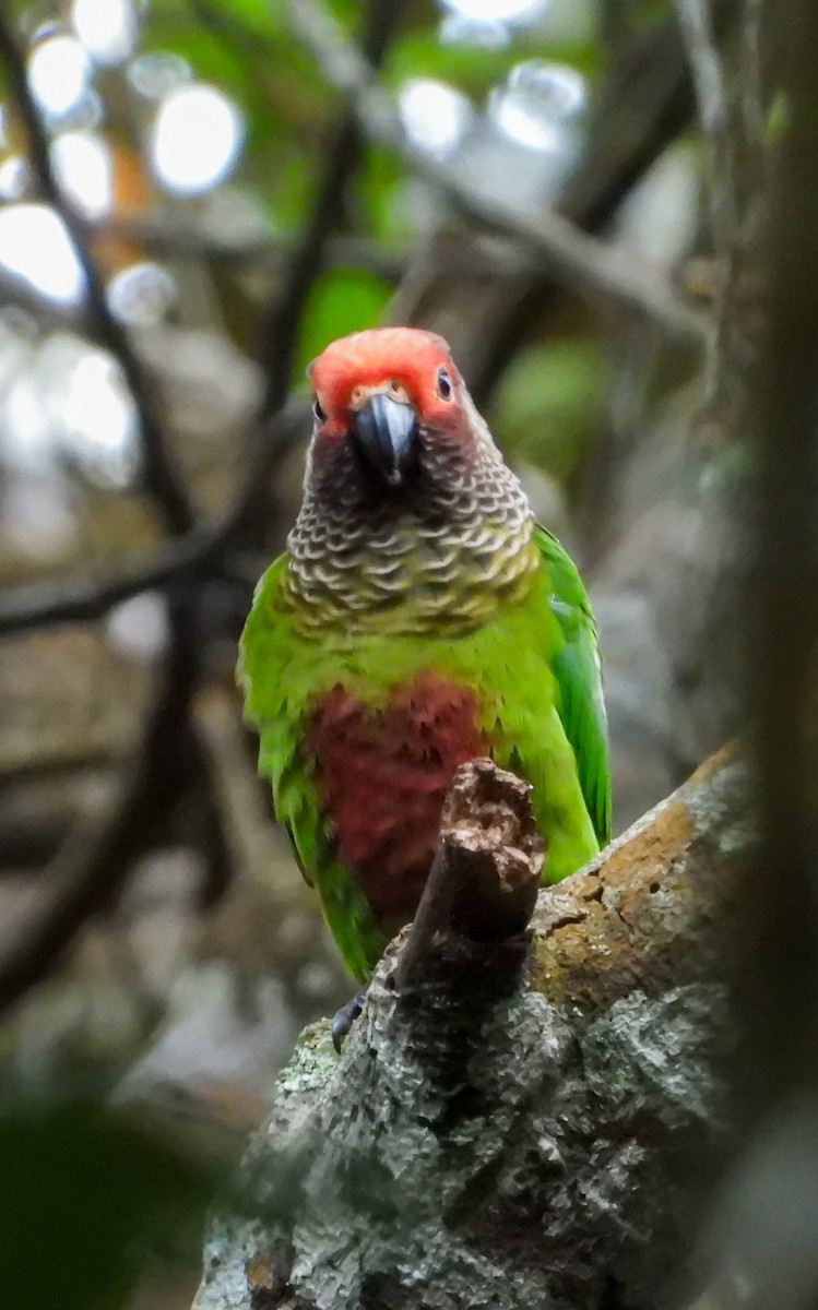 Rose-fronted Parakeet - Andrey Paredes