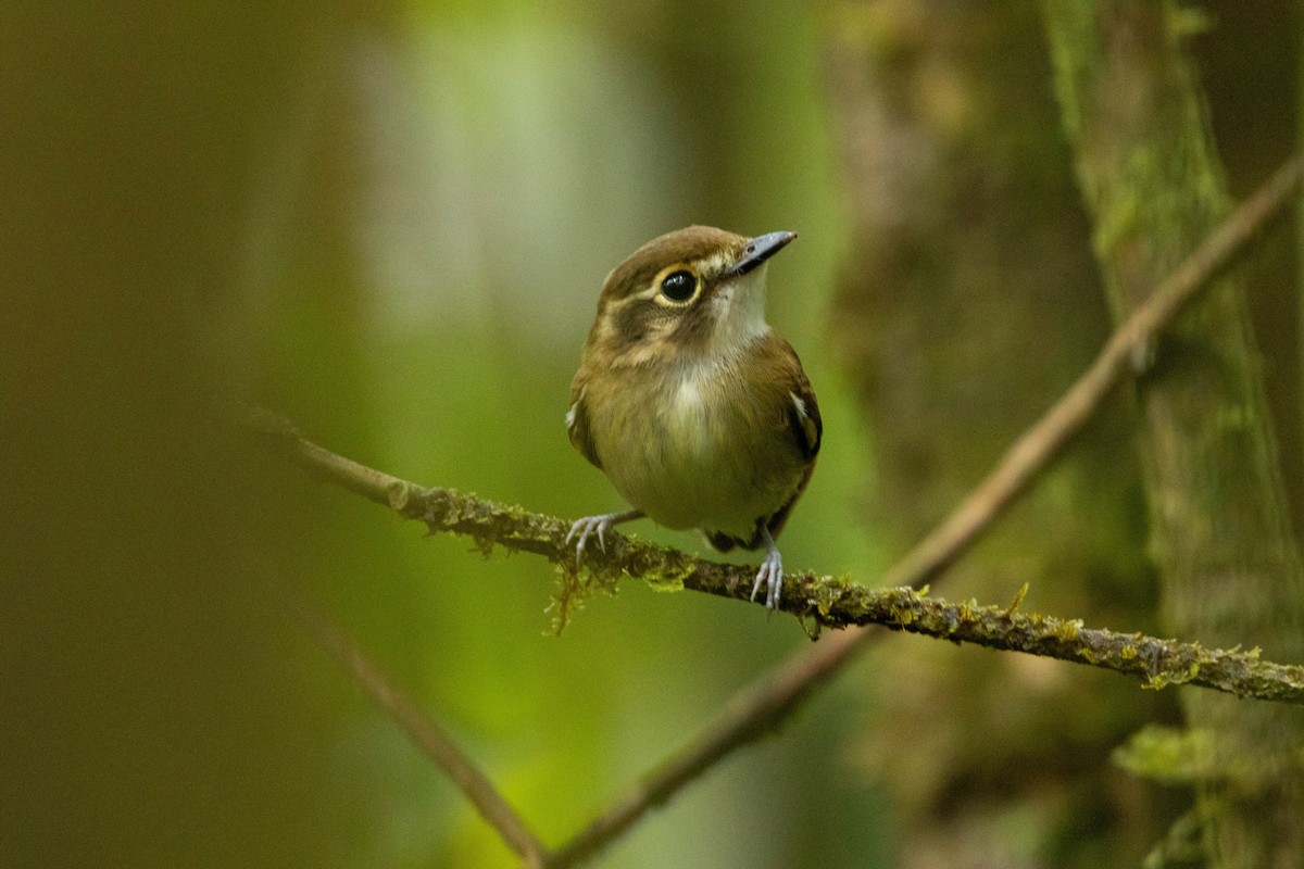 White-throated Spadebill - Andrey Paredes