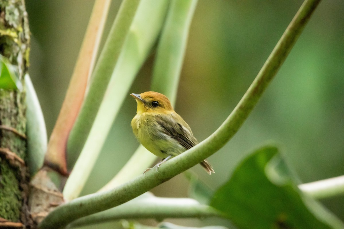 Yellow-throated Spadebill - Andrey Paredes