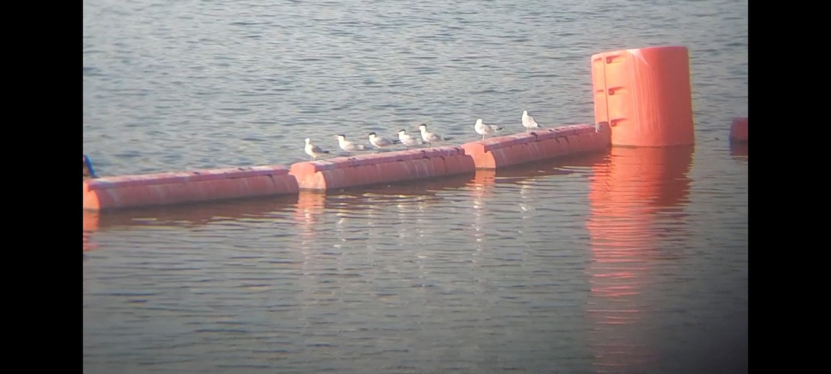 eBird Checklist 22 Jul 2023 O'Shaughnessy ReservoirDam 15 species