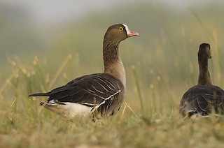 Lesser White-fronted Goose, ML59647891