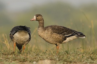 Greater White-fronted Goose, ML59647921