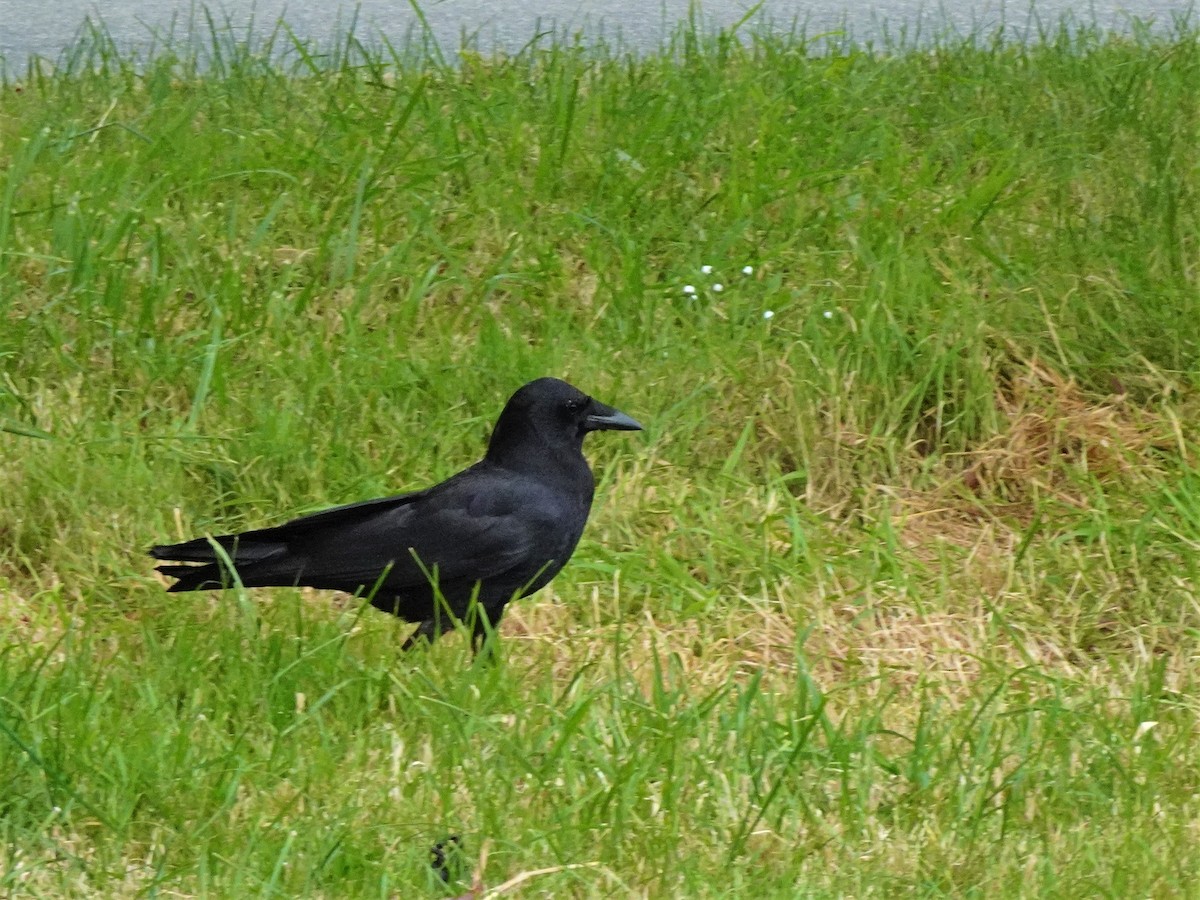 American Crow - ML596481821