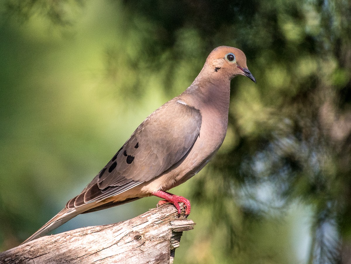 Mourning Dove - D&D Norris