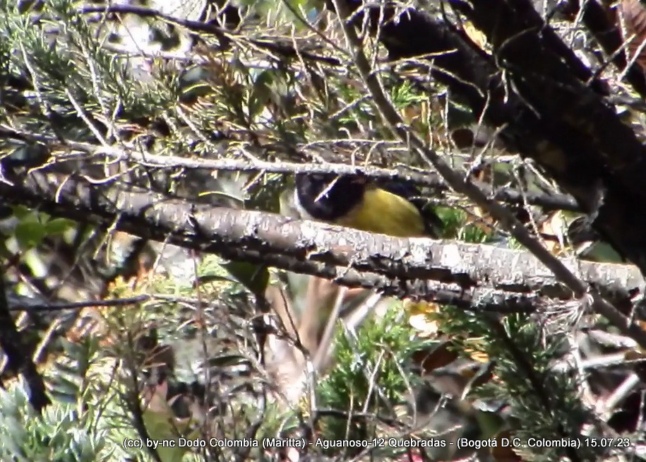 Buff-breasted Mountain Tanager - ML596484581